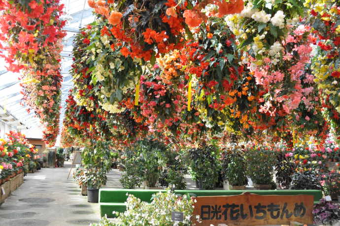 屋外で楽しむ！初夏の花とおすすめおでかけスポット～鬼怒川観光ホテル篇～