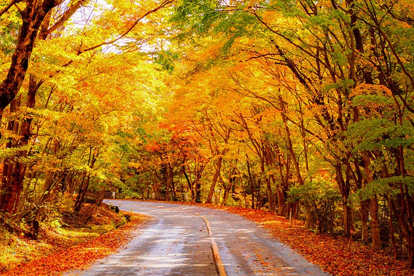 秋ドライブで巡る人気スポット紹介！ 紅葉・絶景を楽しみ尽くそう