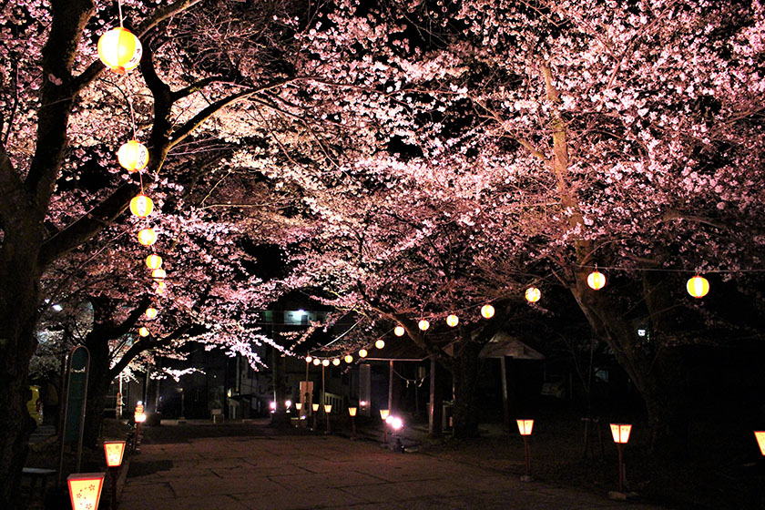 春の幻想的な夜景を満喫！「鬼怒川温泉夜桜ライトアップ2022」